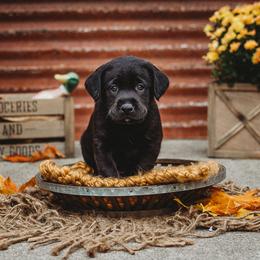 Labrador Retriever Puppies from Prince Labradors