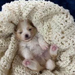 Lauren - Cream parti female Pomeranian puppy in Jefferson City, Missouri from MJ’s Pomeranians
