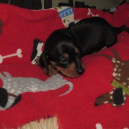 Male 3 - Black and tan male Dachshund puppy in Harvard, Illinois from Lori's Cavalier King Charles Spaniels & Dachshunds