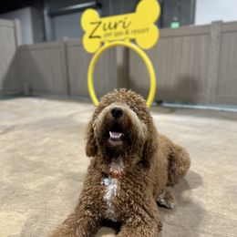Bernedoodle and Goldendoodle All Grown Up from Country Hills Doodles