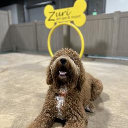 Bernedoodle and Goldendoodle All Grown Up from Country Hills Doodles