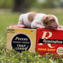 Brittany Puppies from HillTop Brittany Kennel