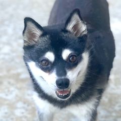 Daisy - Alaskan Klee Kai