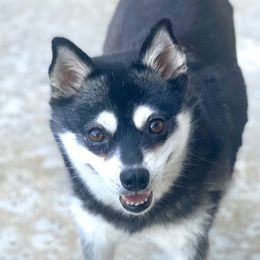 Daisy - Alaskan Klee Kai