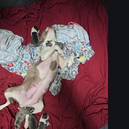 Boston Terrier puppies from Aronow Pups