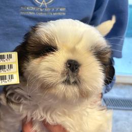 Shih Tzu puppies from Jazzie Shih Tzu