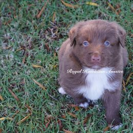 Jasper 🤎 - Red & white Miniature American Shepherd puppy in Kamuela On The Big Island, Hawaii from Royal Hawaiian Aussies LLC