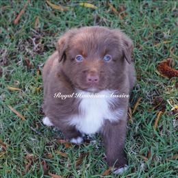 Jasper 🤎 - Red & white Miniature American Shepherd puppy in Kamuela On The Big Island, Hawaii from Royal Hawaiian Aussies LLC