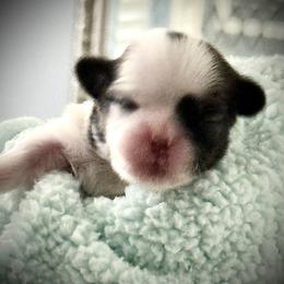 Karney - Tricolor male Shih Tzu puppy in Tallahassee, Florida from Bows and Bow Ties