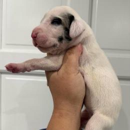 Jager - Harlequin female Great Dane puppy in Florida from Beachside Kennels