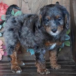 Boy 4 - Blue merle male Aussiedoodle puppy in Lawton, Oklahoma from Lindsey’s Aussies