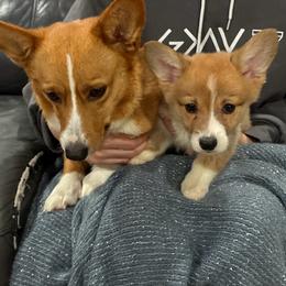 Pembroke Welsh Corgi puppies from CorGizmo