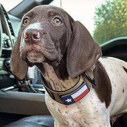 German Shorthaired Pointer Puppies from Tipsy Rabbit GSP TopDog Kennel