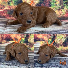 Fuji - Red  Poodle puppy in Swansboro, North Carolina from Monarch Standard Poodles