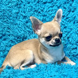 Benny - Fawn male Chihuahua puppy in Allentown, Pennsylvania from Tsunami Cockers & Chihuahuas