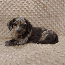 Puppy 6 - Blue and tan male Dachshund puppy in Krum, Texas from Dots N Spots Dachshunds