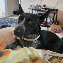 Hunny - Australian Cattle Dog