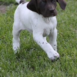 German Shorthaired Pointer Puppies from Mancandy German Shorthairs