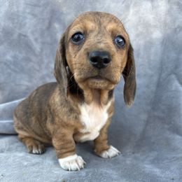 Paprika - Dapple female Dachshund puppy in Tonopah, Arizona from Brandie's Dachshunds