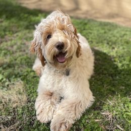 Trapper - Australian Labradoodle