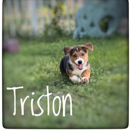 Triston - Black and white male American Corgi puppy in Nortonville, Kansas from Low Riders Corgis & Mini Aussies