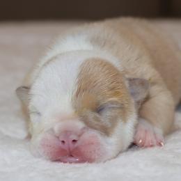 Girl 3 - female Bulldog puppy in Winnsboro, Texas from JP Ranch Bulldogs