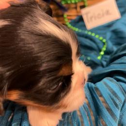 Tricia - Tri-color female Cavalier King Charles Spaniel puppy in St. George, Maine from Cloud Nine Cavaliers