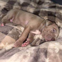 Stuffin - Silver male Great Dane puppy in Temple, Texas from Splashed To Perfection Farms