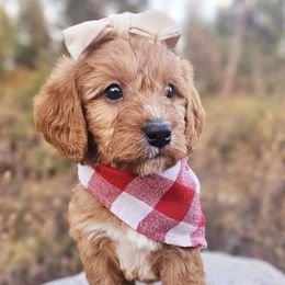 Bernedoodles and Labradoodles from Snow Mountain Doodles