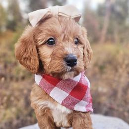 Bernedoodles and Labradoodles from Snow Mountain Doodles