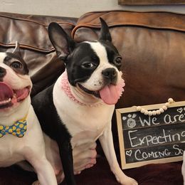 Boston Terriers from Bernies Boston Terriers