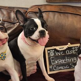 Boston Terriers from Bernies Boston Terriers