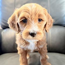 Stella (Orange collar) - Apricot female Goldendoodle puppy in Twin Falls, Idaho from Magic Valley Family Doodles