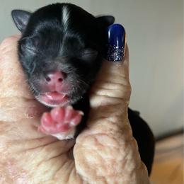 Stars - Black and tan male Chihuahua puppy in Tecumseh, Oklahoma from Callie’s Happy Chihuahuas, Callie’s Happy Treasures LLC