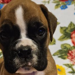 Girl 2 - Fawn Boxer puppy in Rocky Comfort, Missouri from Meredith's Boxer Puppies