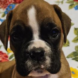 Girl 2 - Fawn Boxer puppy in Rocky Comfort, Missouri from Meredith's Boxer Puppies
