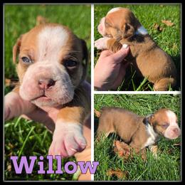 Willow - Brown brindle female Olde English Bulldogge puppy in Merrill, Michigan from Haase Family Kennels
