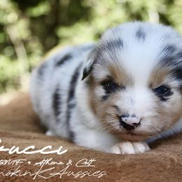 Gucci - Blue merle female Australian Shepherd puppy in Grapeland, Texas from Smokin K Aussies