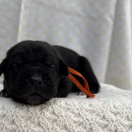 Vader - Black male Cane Corso puppy in Utah from 3Lake Kennelz
