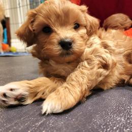 Purple collar male - Gold and white male Shihpoo puppy in Williamsville, New York from Nell’s Doodle & Dolls