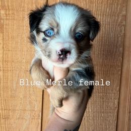 Blue Merle female - Blue merle female Miniature Australian Shepherd puppy in Buchanan, Georgia from Stanleyville Farm Mini Aussies