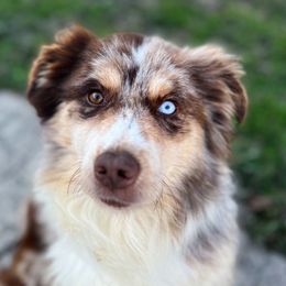 Miniature Australian Shepherds from Onyx Farms