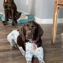 Fancy - German Shorthaired Pointer