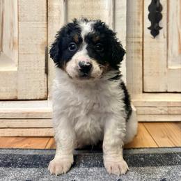 White Tricolor 2 - Tri-color male Bernedoodle puppy in Brooksville, Florida from Kruger Doodles