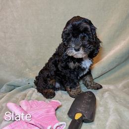 Slate - Black and white male Cockapoo puppy in Sunset, Louisiana from Cano Cockapoos