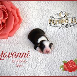 Yovanni - Black tri male Miniature Australian Shepherd puppy in Madisonville, Texas from Flying LL Aussies