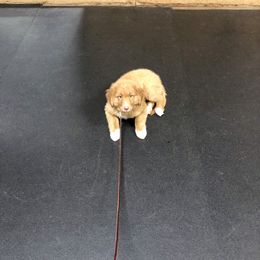 Nova Scotia Duck Tolling Retriever Puppies from Riverside Tollers
