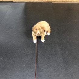 Nova Scotia Duck Tolling Retriever Puppies from Riverside Tollers