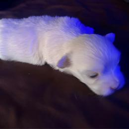 Solo - White male Maltese puppy in Merrillville, Indiana from Holley's Lovable Maltese Puppies
