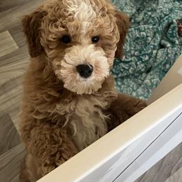 Goldendoodle and Poodle Puppies from Doodles & Poodles by Tiki